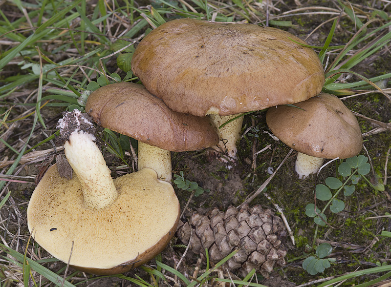 Suillus collinitus